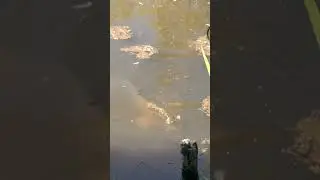 Prind crapul la p&acirc;ine! #fishing #pescuit #carpfishing #feed #trending #feeder #method #carp