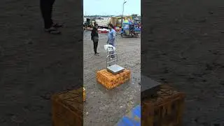 hubli BAC wholesale fish market #viralvideo #machimarket #fishing