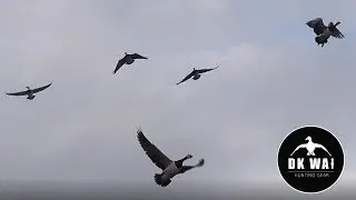 Regulering af Bramg&aelig;s - Goose Hunting Sweden