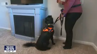 Rescue dog becomes mold detector for owner who is sensitive to spores | FOX 9 KMSP