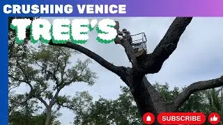 Experts Remove Hazardous Oak Tree Near Power Line in Venice, FL