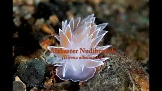 Alabaster Nudibranch (Dirona albolineata)
