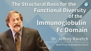 The Structural Basis for the Functional Diversity of the lmmunoglobulin Fc Domain | Jeffrey Ravetch