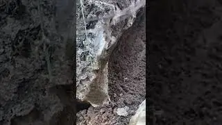 hay un dicho en Puerto Rico que dice que hasta el mono baila por dinero
