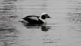 Male Long-Tailed Duck, Mallards and Some Diving