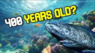 Top 10 immortal animals that defy death