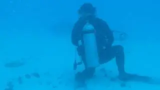 Bull Shark diving Playa de Carmen with Bill Wieger