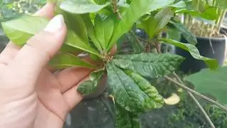 Bl&uuml;ten an der Wunderbeere