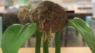 Watch a Praying Mantis Egg Case Hatch in Real-Time with Insect Lore