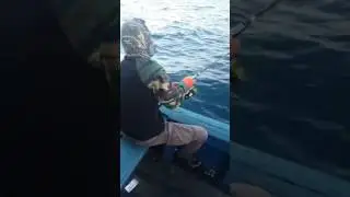 Bertarung dgn Kertang 60kg Desaru