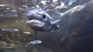 60 days post-hatch Mahi-mahi (Coryphaena hippurus)