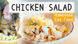 Homemade cat food! 😻 | 🥗 Chicken Salad