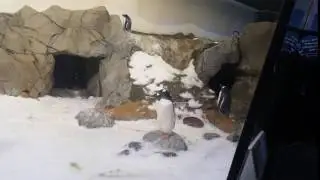 Penguin Slipping