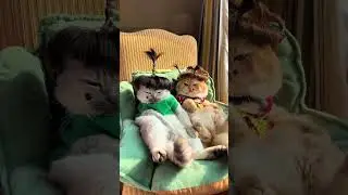 This Rustic Farm Cat's Derp Moments are the Real Vibe#Cat #PetLife #FunnyCatVide #CatFails#DerpyCat