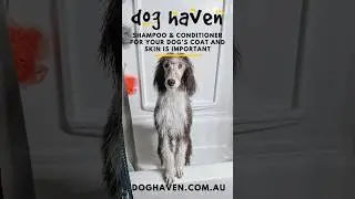 Shampoo & Conditioner for your dog&rsquo;s coat and skin is important.