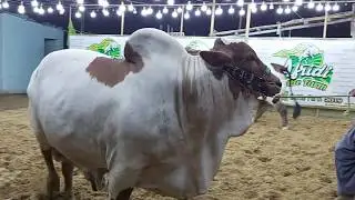 Udham Bachre! Giant Bulls of Afridi Cattle Farm 2019 Collection Heavy Ablak Bulls Bakra Eid 2019