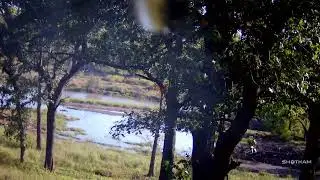 413 ShotGun Vic ShotKam Sporting Clays
