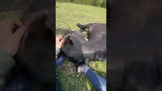 Sweet horse cuddles with person!