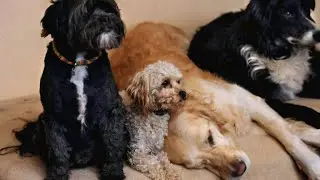 Dog cloning: Yes or no?