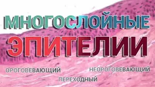 Многослойный Эпителий: Структура, Классификация (Ороговевающий, Неороговевающий, Переходный) 3 часть