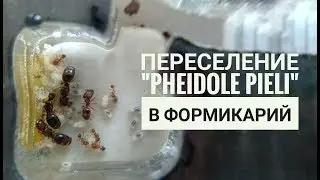 Переселение 