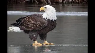 Wildlife Survival in Winter...Many Clips of Various Birds!