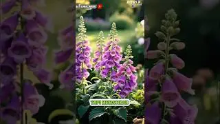 MEMATIKAN 👉 Foxgloves Digitalis Purpurea.. Cantik tapi beracun 😱 #farming #tanamanhias #beracun