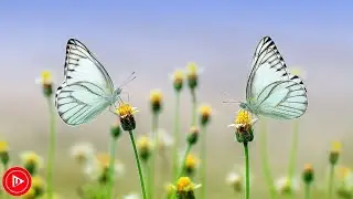 Deep Sleep Music, Relaxing sleep music - Music for sleep, Piano Music, Yoga, Relax | DM Music