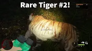 Another Rare Tiger?! | The Hunter: Call of The Wild
