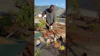 Mulching the Garden Bed