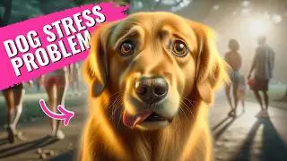 Expert Reveals Shocking DOG STRESS SIGNALS You're Missing!