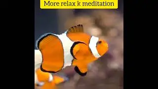 Short fish aquarium Video | Relaxing music | #Shorts