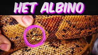 Boa Constrictor Morph Guide (Het Albino)