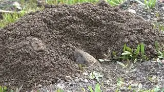 Northern Pocket Gopher (Thomomys talpoides) at Yellowstone National Park, USA