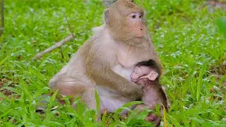 Soft Touch, Sweet Heart &ndash; Mama Monkey Cares So Deeply