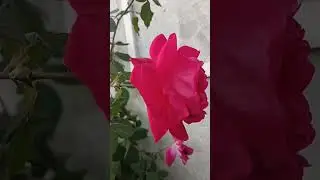 A symbol of love, beauty, and resilience. 🌹🌹🌹#nature #flowers #rose #love#garden