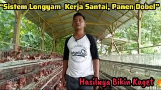 TIPS Sukses Memulai bisnis ternak ayam petelur Agar hasil Maksimal