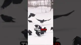 The Quran & the Intelligence of Crows!