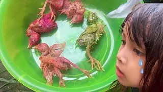 Sedih Anak Ayam Mati Semua 😭 Sad, All Chicks Die 😭