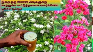 Give this to dry rose plant to sprout-rose plant fertilizer tamil-plant growing fertilizer