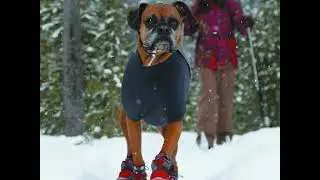 Ruffwear Cloud Chaser Dogs Soft Shell Jacket, Red Rock