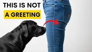Why Dogs Sniff Your Private Area: Dog Body Language & Behavior Explained