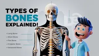 Bones | Types of Bones | Long bones | Short bones | Flat Bones| Irregular Bones | Functions of Bones