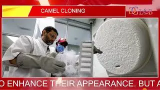 Why camel cloning is big business in Dubai