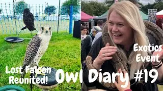 Owl Diary 19 | Dark Breasted Barn Owl, Exotics handling event and a lost falcon is found.