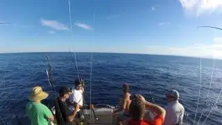 Marlin Fishing Bermagui - Head Hunter Charters