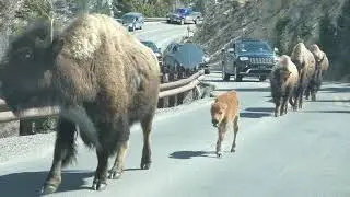 Bison Jams in Yellowstone National Park