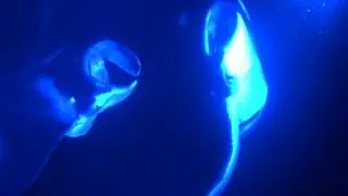 Raies mantas