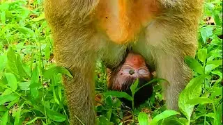 Weakness newborn baby monkey Daniela struggle very hard to hug mom