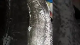 Big Boal Fish Video 23😻 #fish #mostaqueahmed #viral #shorts